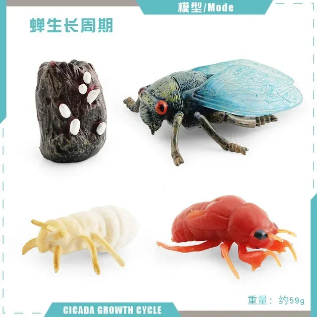 Animal Life Cycle Board Children Toys Montessori Teaching Aids Plant Animal Growth Cycle Model Set preschool cognitive Toys